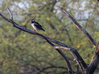 Etourneau pie indien