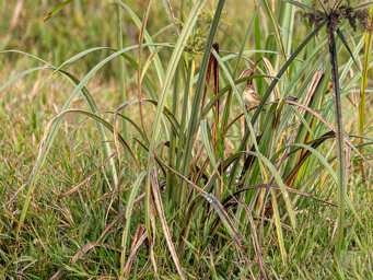 Cisticole des joncs
