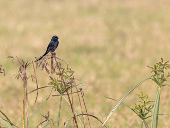 Drongo à ventre blanc