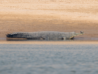 Gavial du Gange (mâle)