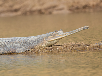 Gavial du Gange (femelle)