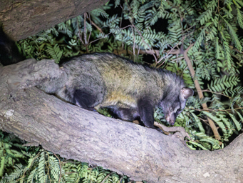 Civette Hermaphrodite