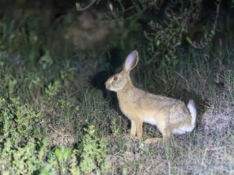 Lièvre à collier noir