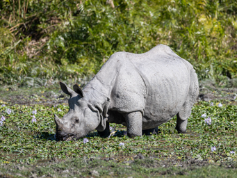Rhinocéros Indien