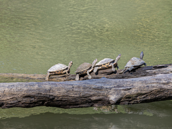 Pangshura sylhetensis