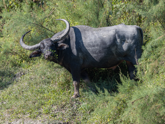 Buffle d'eau