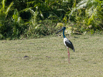 Jabiru indien