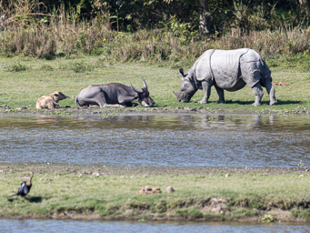 Buffle d'eau et Rhinocéros indien