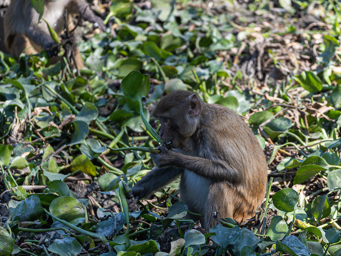 Macaque rhésus