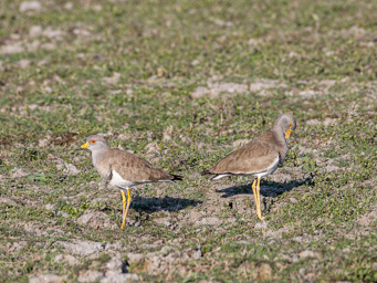Vanneau à tête grise