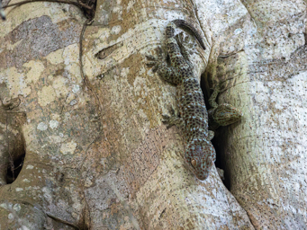 Gecko Tokay