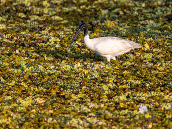 Ibis à tête noire