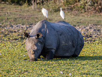 Rhinocéros Indien