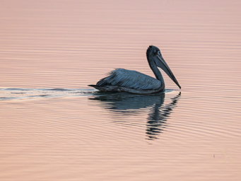Pélican à bec tacheté