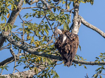 Vautour de l'Himalaya