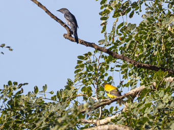 Echenilleur ardoisé et Loriot