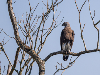 Pygargue à tête grise