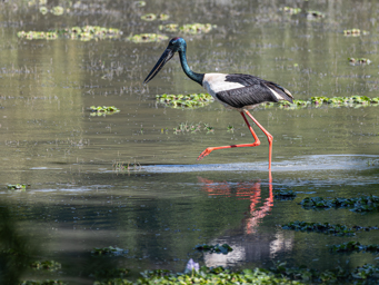 Jabiru d'Asie
