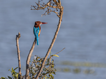martin chasseur de Smyrne