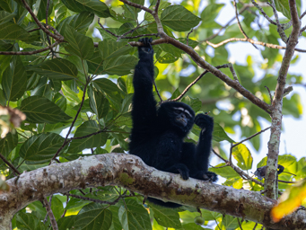 Gibbon Hoolock Occidental