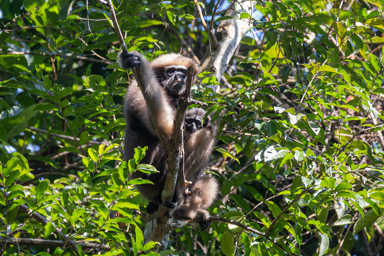Gibbon Hoolock Occidental