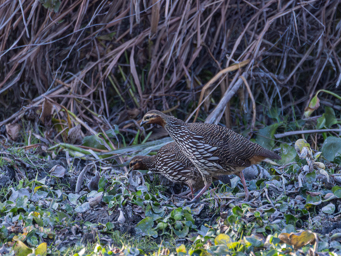 Francolin gris