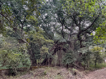 Parc national de Ranthambore
