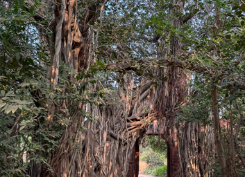 Parc national de Ranthambore