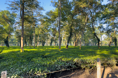 champs de thé Assam