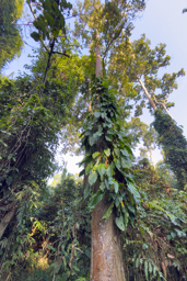 Dipterocarpus retusus
