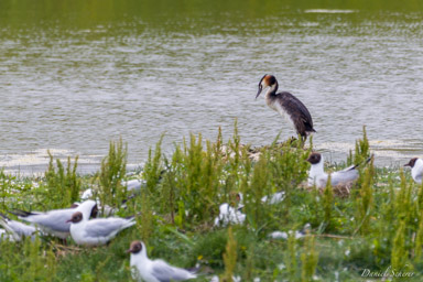 Baie de Somme