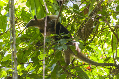 Corcovado Llorona