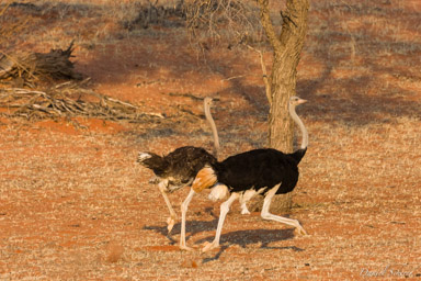 Désert du Kalahari