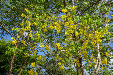 cassier - El caña fístula - Cassia fistula  