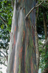 Eucalyptus  