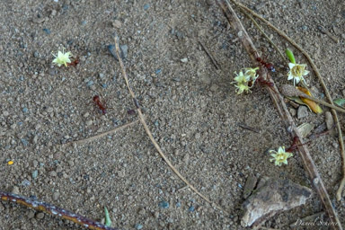 Fourmis champignonnistes / Leaf-cutter ants  