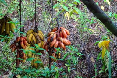 Bananes  