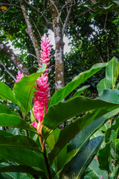 Heliconia  