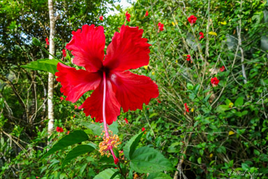 Fleur d'hibiscus  