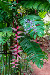 Heliconia rostrata  