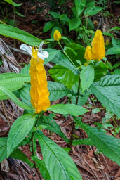 Pachystacys lutea  
