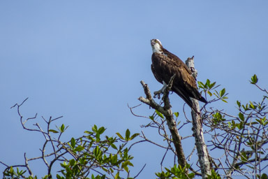 Balbuzard pêcheur - Western Osprey  