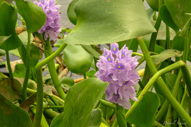 Jacinthe d'eau - Water Hyacinth  