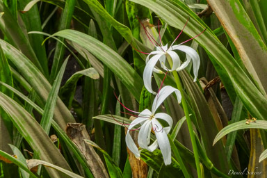 Orchidée - Angraecum  