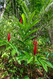 Heliconia  