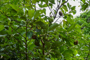 Avocat  