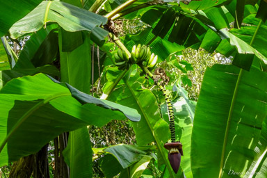 Bananes  