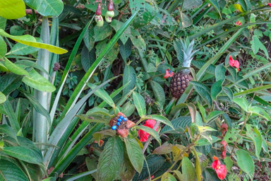 Ananas  