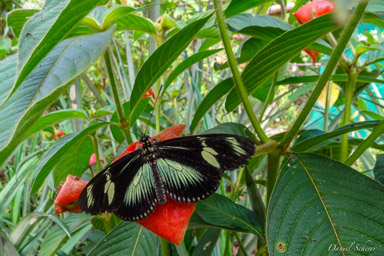 Doris Longwing (Heliconius doris viridis)  