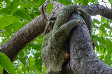 Paresseux - sloth  
